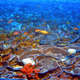 A 230-foot deep coral reef in the Au’au Channel off Maui, Hawaii, in 2009.